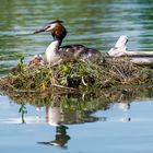 Haubentaucher auf dem Nest