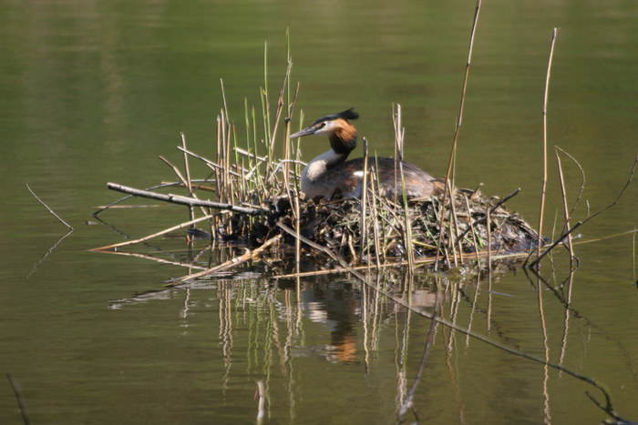 Haubentaucher auf dem Nest