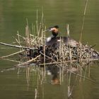 Haubentaucher auf dem Nest