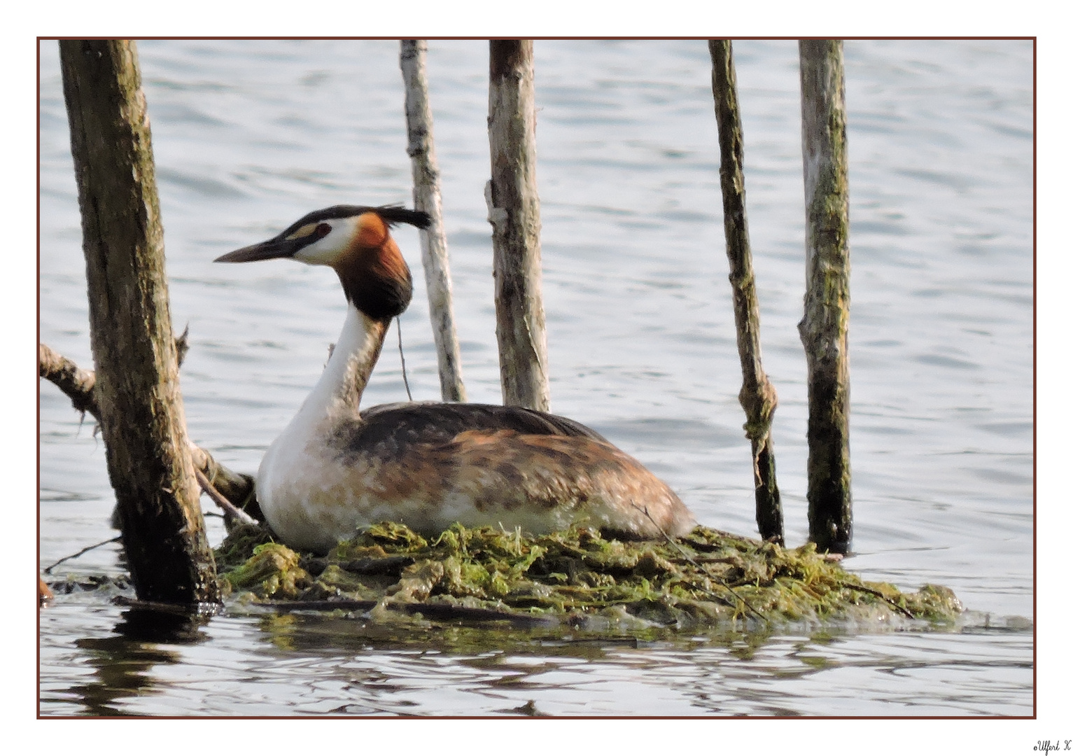 Haubentaucher auf dem Nest an einem der Seen der Northeimer Seenplatte.