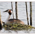 Haubentaucher auf dem Nest an einem der Seen der Northeimer Seenplatte.