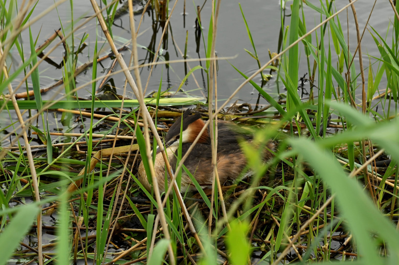 Haubentaucher auf dem Nest