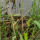 Haubentaucher auf dem Nest