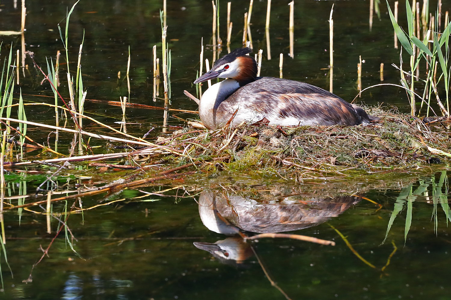 Haubentaucher auf dem Nest