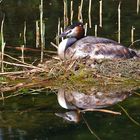 Haubentaucher auf dem Nest