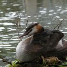 Haubentaucher auf dem Nest