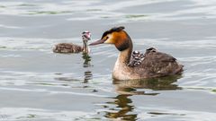 "Haubentaucher auf dem Neubrandenburger Tollensesee 2021"