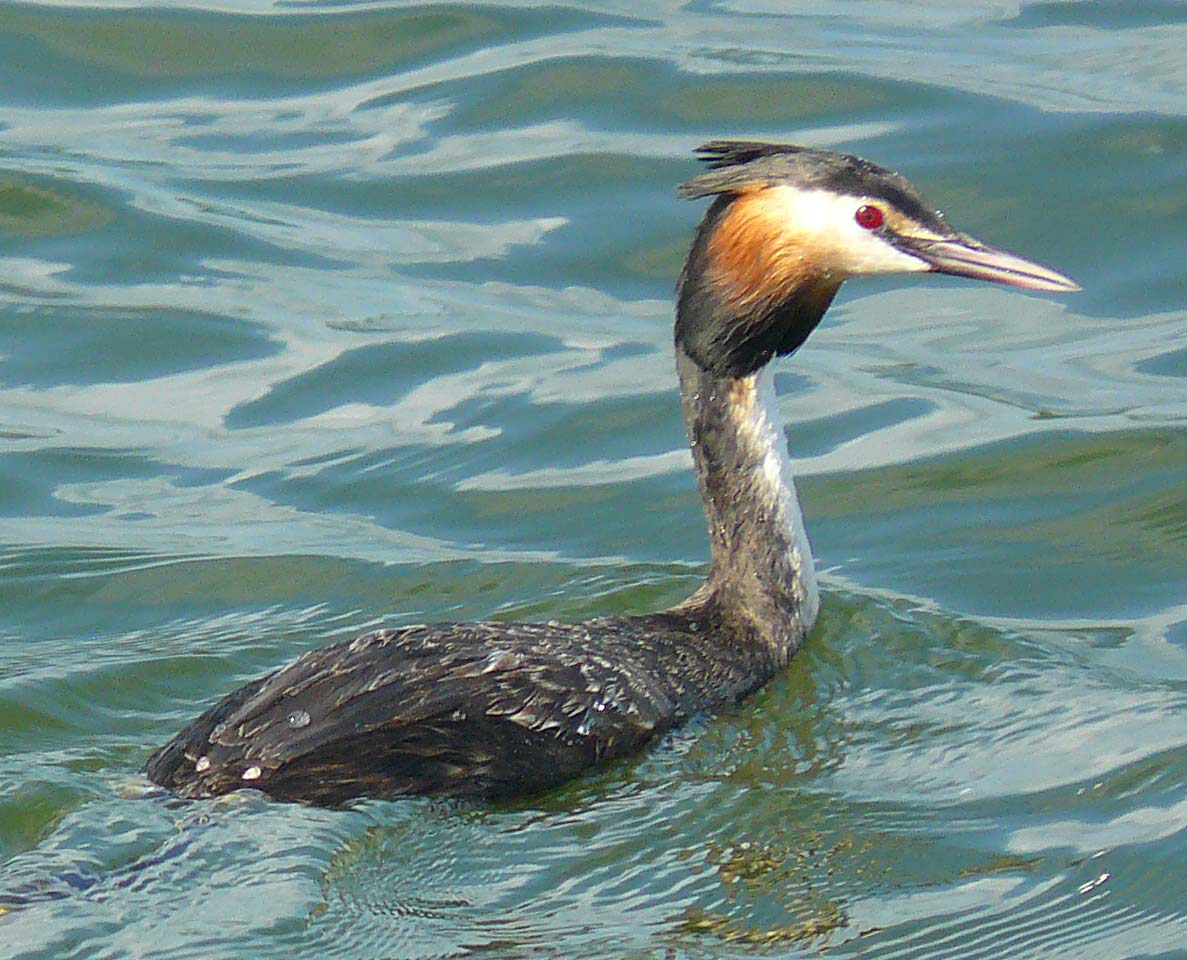 Haubentaucher auf dem Schweriner See