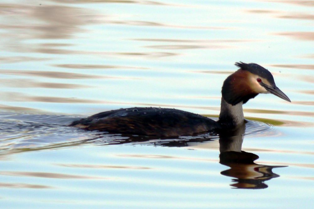 Haubentaucher auf dem See