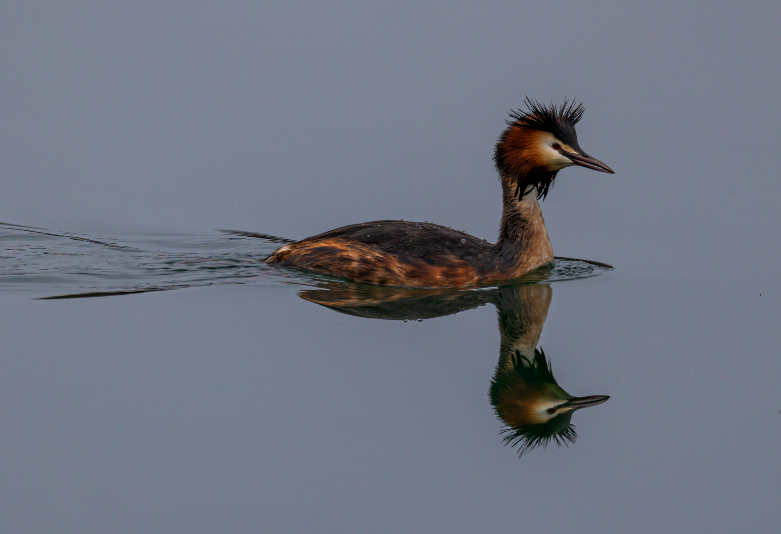 Haubentaucher auf dem Vienenburger See