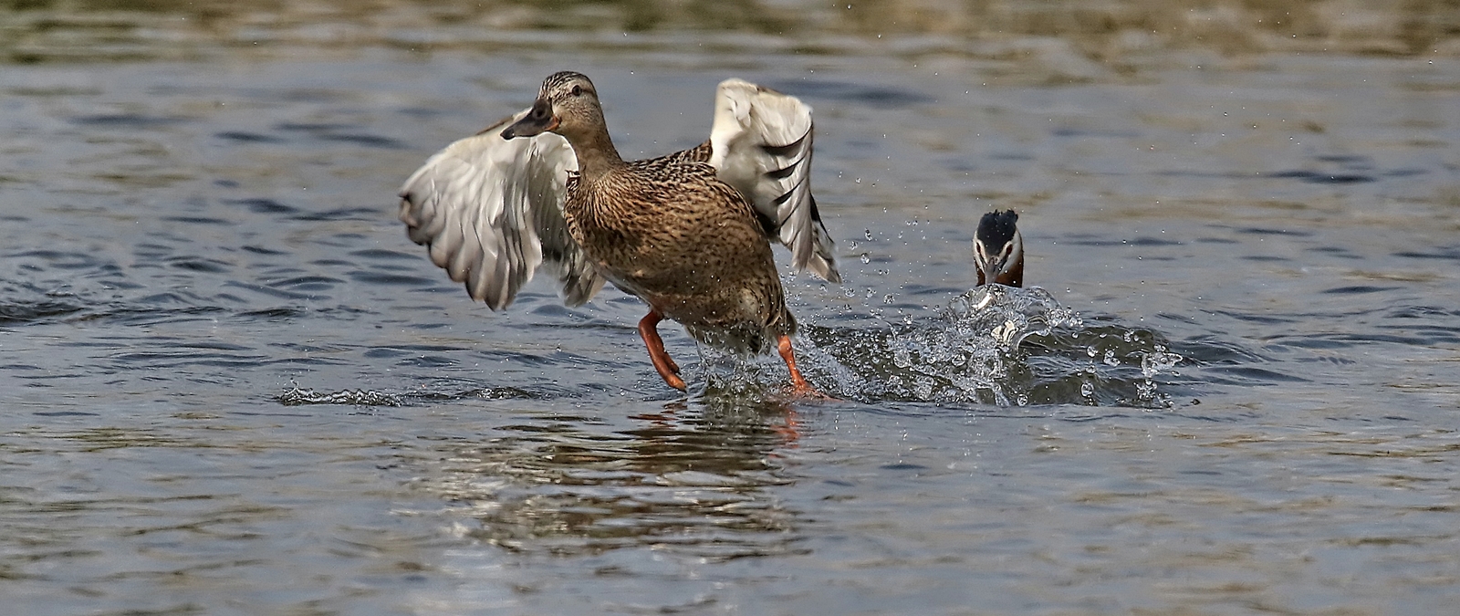  Haubentaucher auf der Jagd