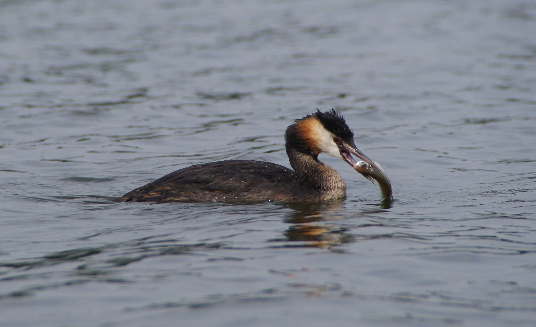 Haubentaucher auf der kleinen Müritz