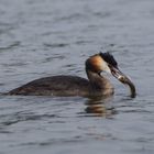 Haubentaucher auf der kleinen Müritz