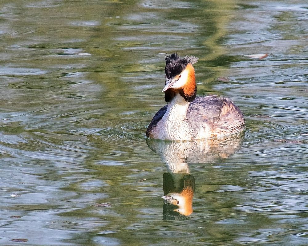 Haubentaucher auf der Lippe