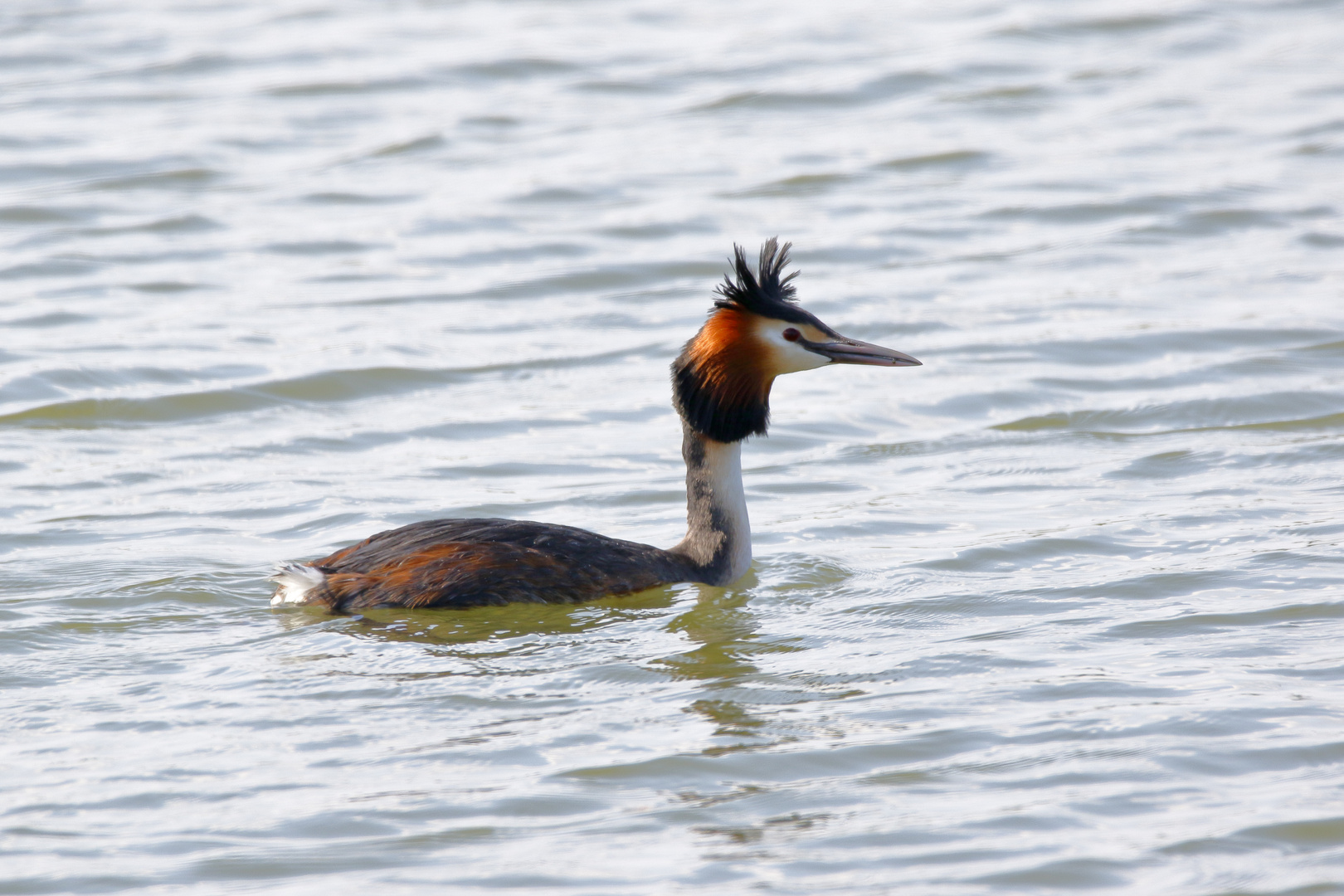 Haubentaucher auf einem See