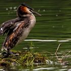  Haubentaucher auf  Nest 001