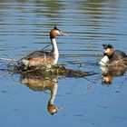 Haubentaucher auf Nest.....