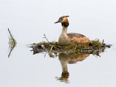 Haubentaucher auf Nest