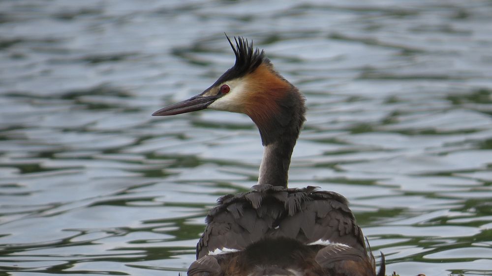 Haubentaucher auf seinem Nest