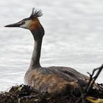 Haubentaucher auf seinem Nest