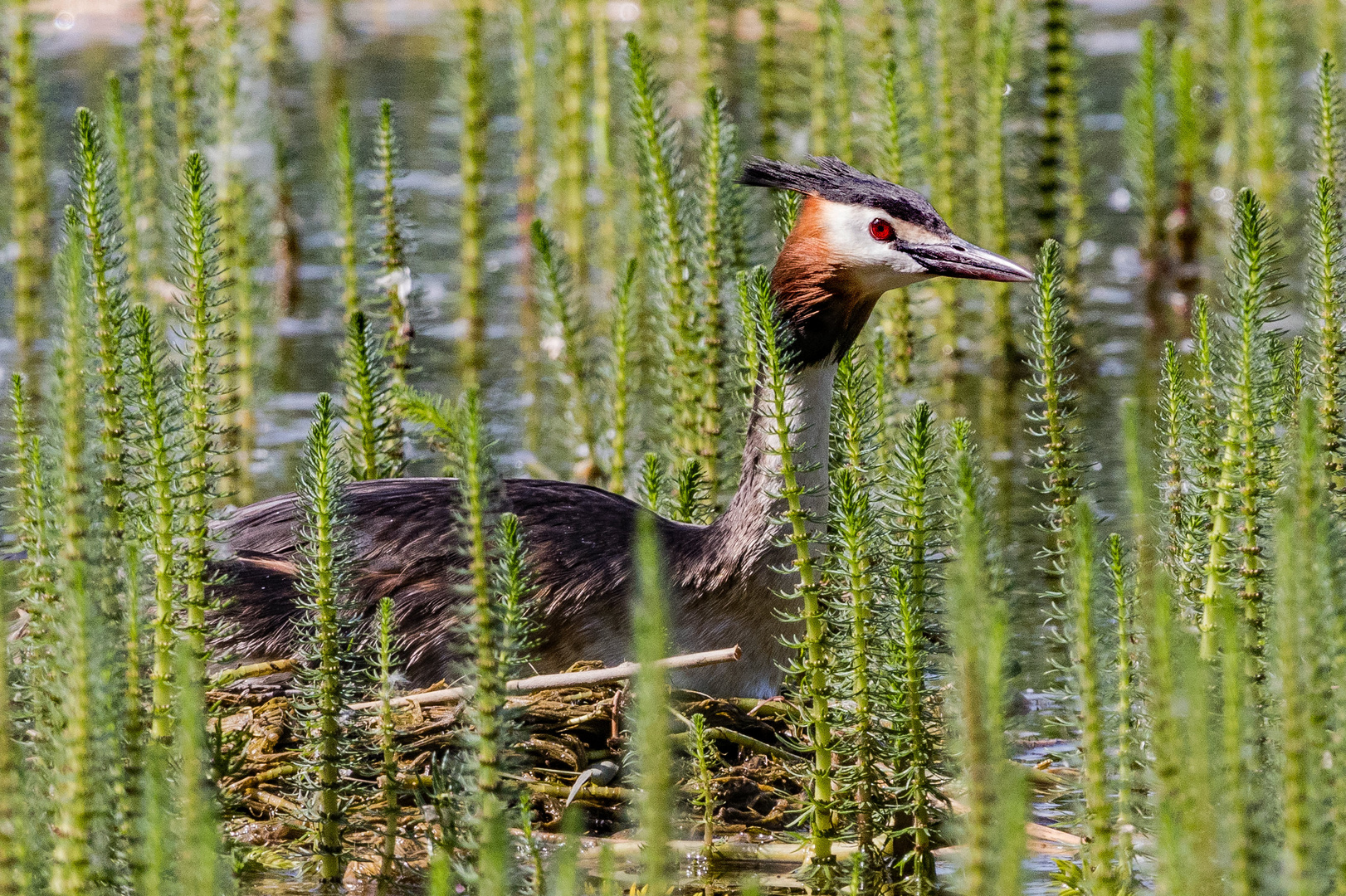 Haubentaucher auf seinem Nest