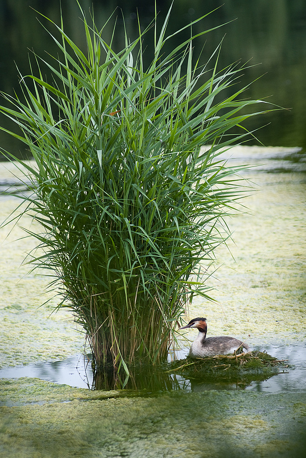 Haubentaucher auf seinem Nest