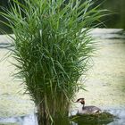 Haubentaucher auf seinem Nest