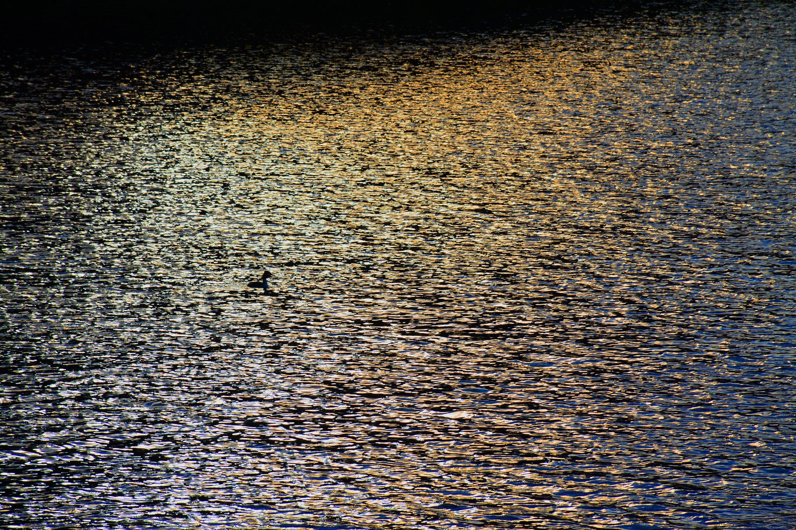 Haubentaucher auf spiegelnder Wasseroberfläche