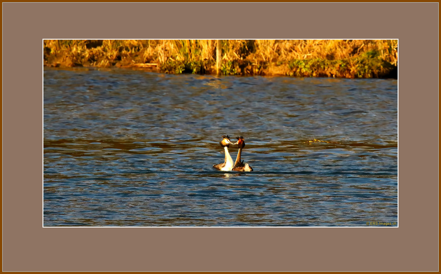 Haubentaucher-Balz, Parade nuptiale de grèbes huppées, Flachsee, Rottenschwil_CH_2025-02-27 109 ©