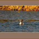 Haubentaucher-Balz, Parade nuptiale de grèbes huppées, Flachsee, Rottenschwil_CH_2025-02-27 109 ©