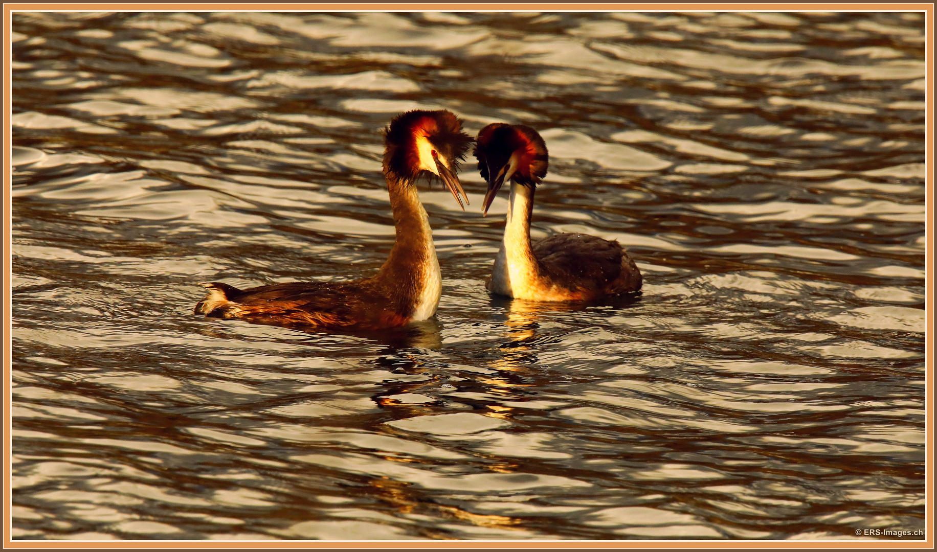 Haubentaucher-Balz, Parade nuptiale de grèbes huppées, Reuss, Rottenschwil CH 2025-03-24 001 (294) ©