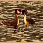 Haubentaucher-Balz, Parade nuptiale de grèbes huppées, Reuss, Rottenschwil CH 2025-03-24 001 (294) ©