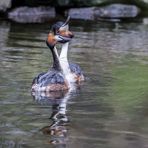 Haubentaucher bei der Balz