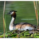 ---- Haubentaucher bei der Brut ---- (Podiceps cristatus )