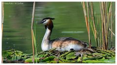 ---- Haubentaucher bei der Brut ---- (Podiceps cristatus )