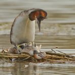 Haubentaucher bei der Paarung auf ihrem Nest