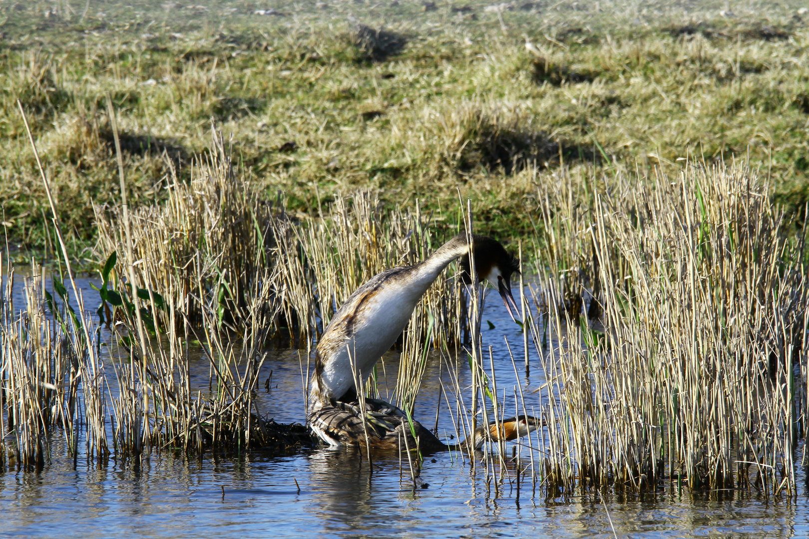 Haubentaucher bei der Paarung