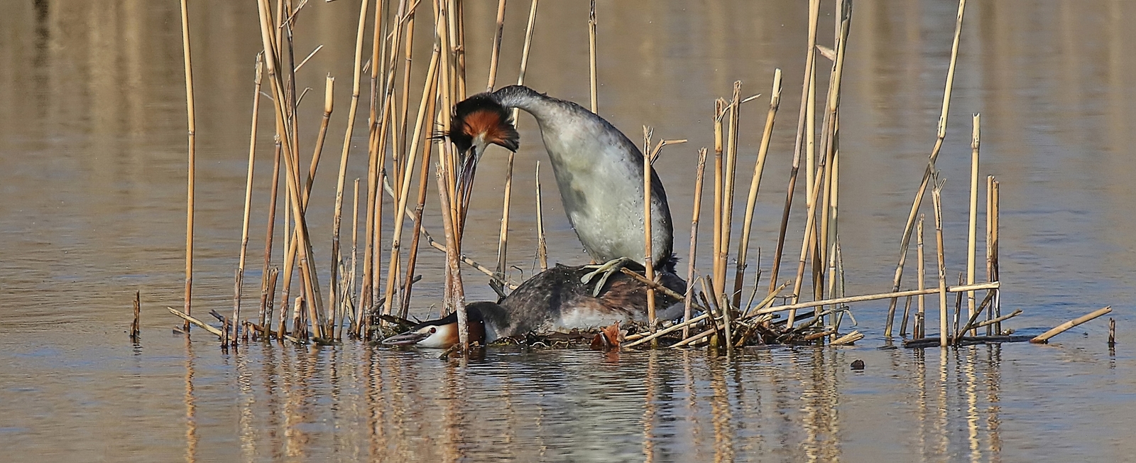 Haubentaucher bei der Paarung 