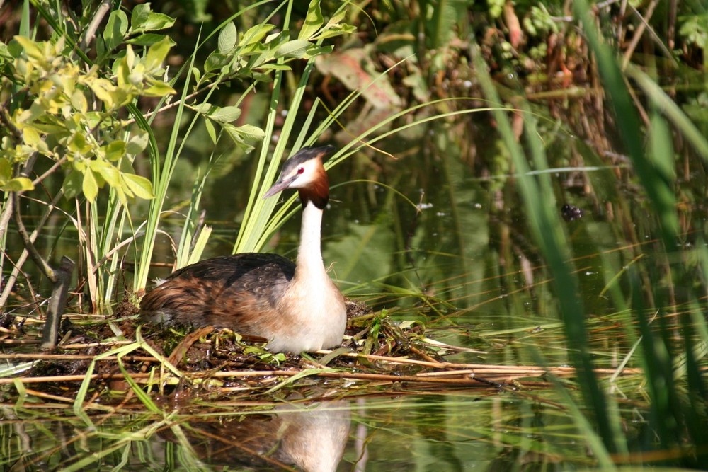 Haubentaucher beim brüten