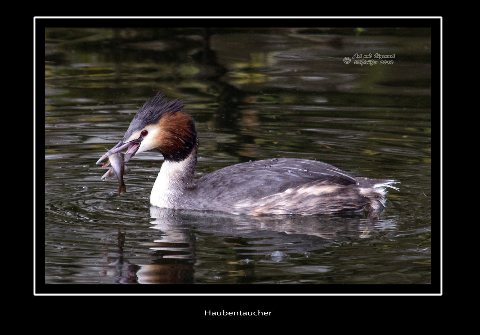 Haubentaucher beim Fang