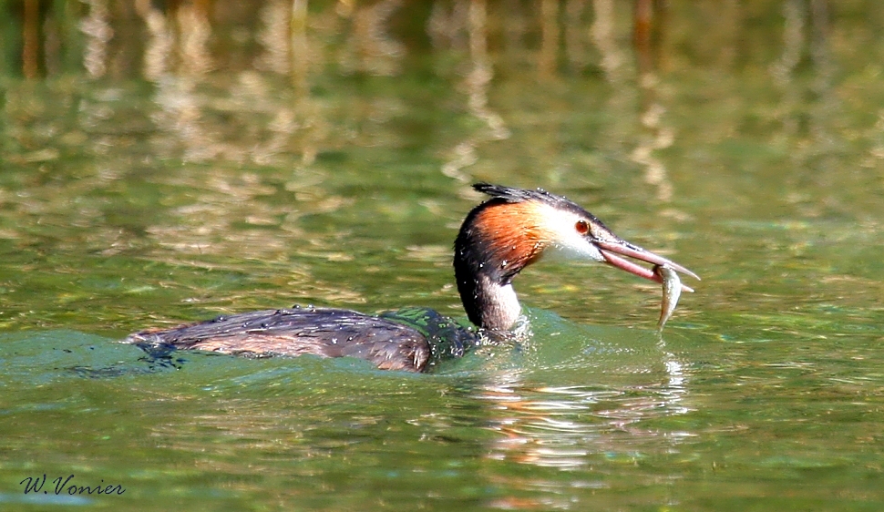 Haubentaucher beim Fischfang