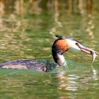 Haubentaucher beim Fischfang