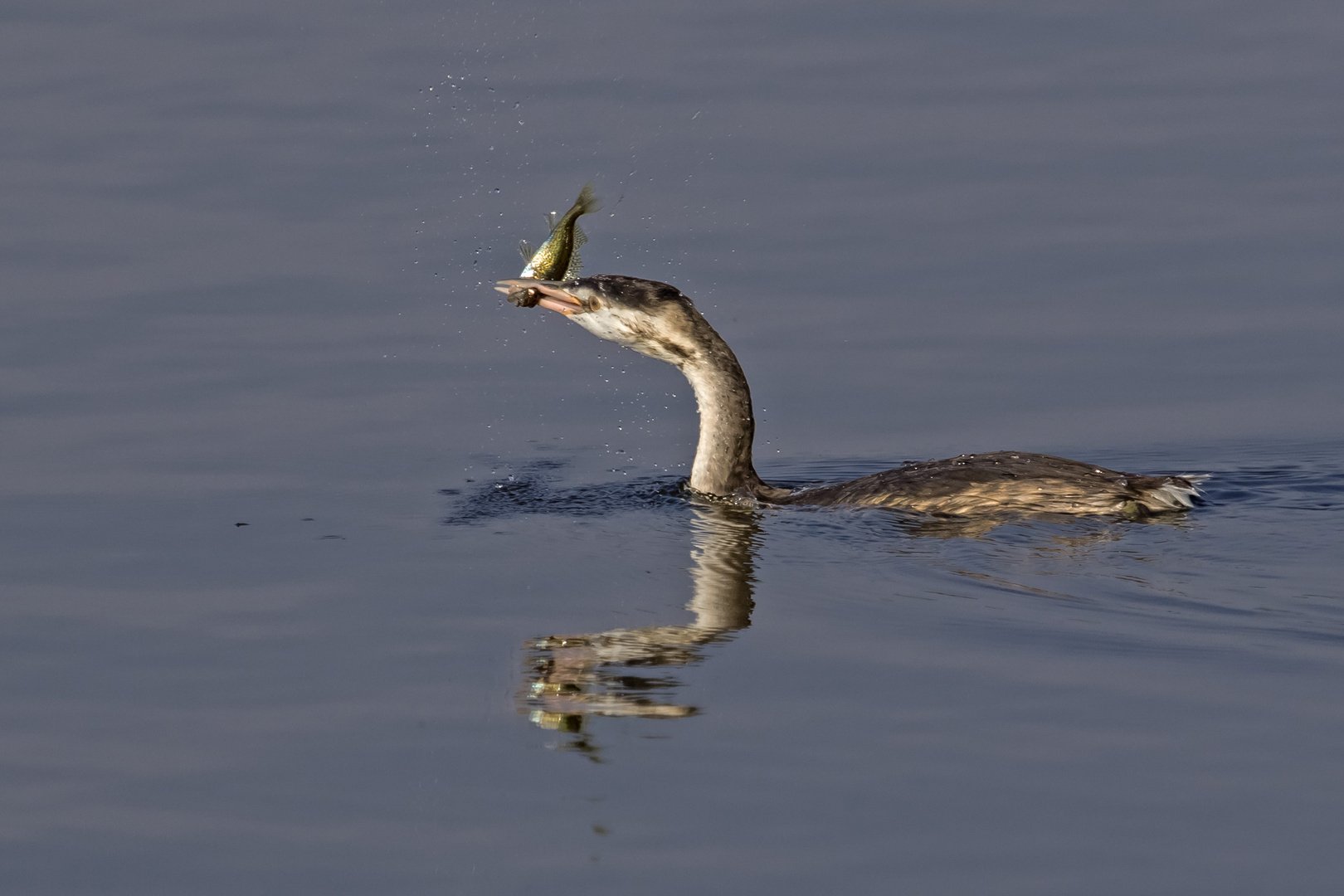 Haubentaucher beim Fischschleudern