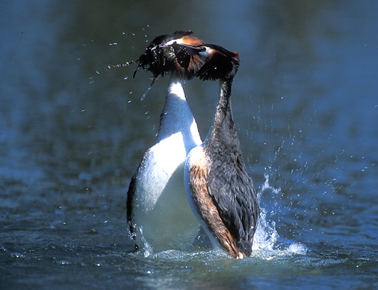 Haubentaucher beim Pinguintanz