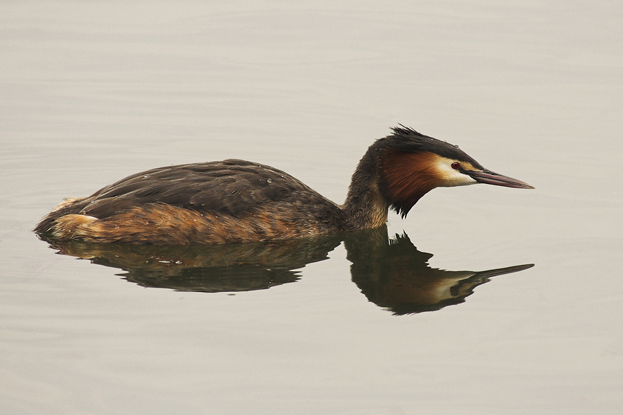 Haubentaucher, doppelt? (Podiceps cristatus) [K]