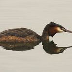 Haubentaucher, doppelt? (Podiceps cristatus) [K]