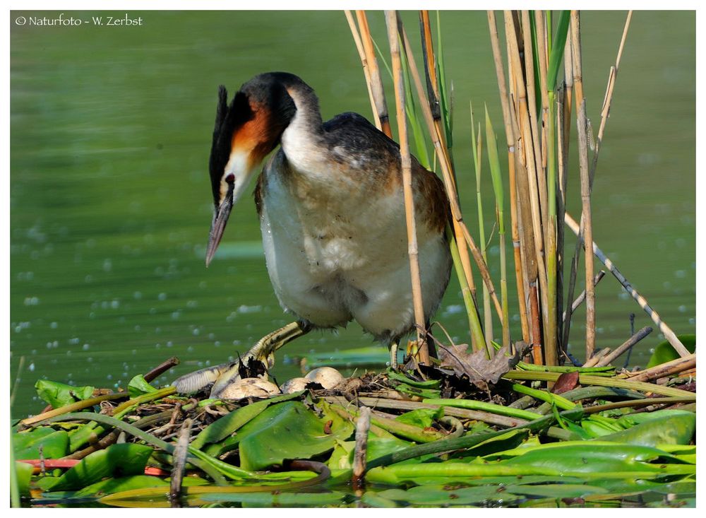 ---- Haubentaucher dreht das Gelege ---- ( Podiceps cristatus )