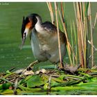 ---- Haubentaucher dreht das Gelege ---- ( Podiceps cristatus )