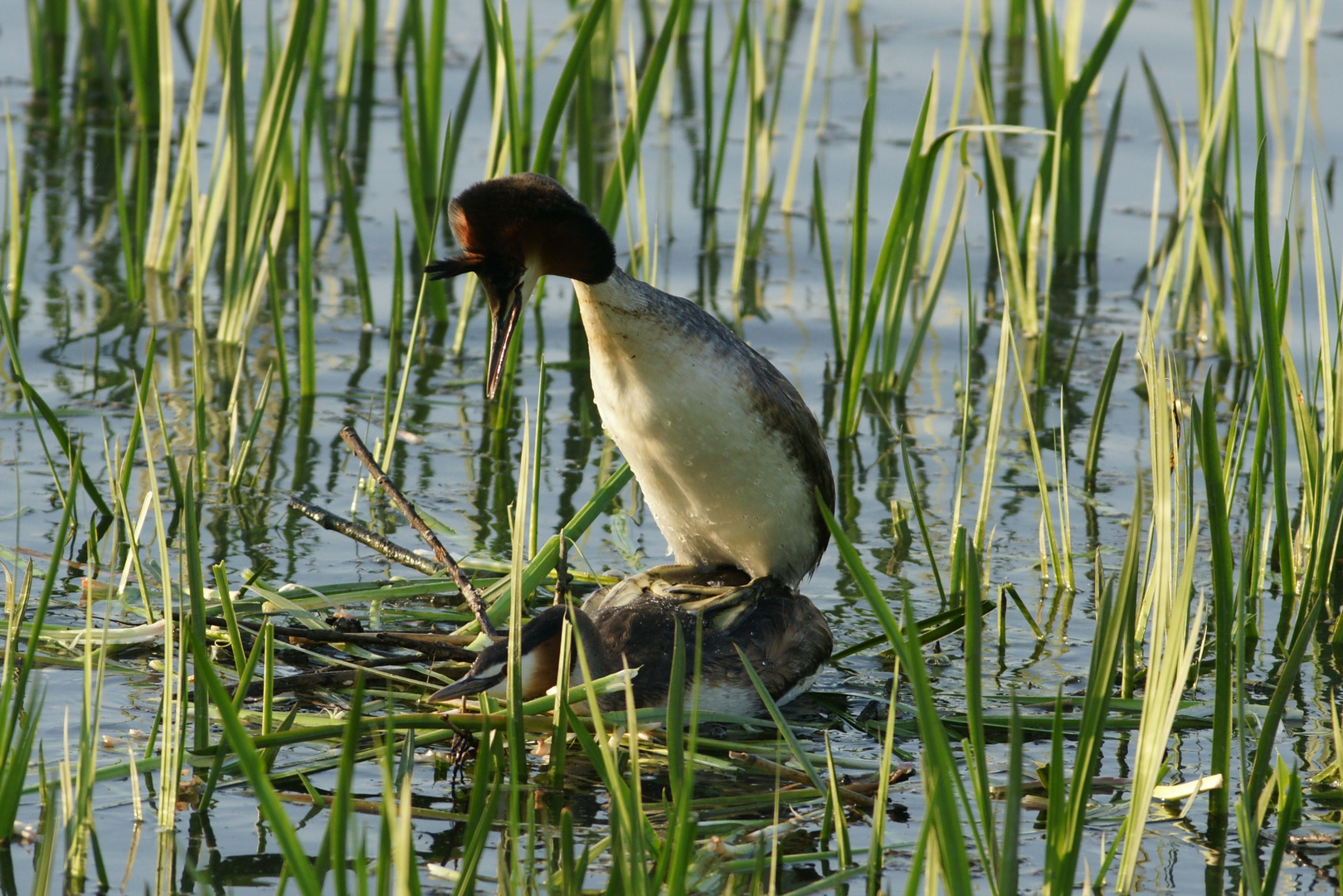 Haubentaucher