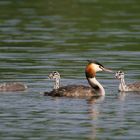 Haubentaucher, Familie